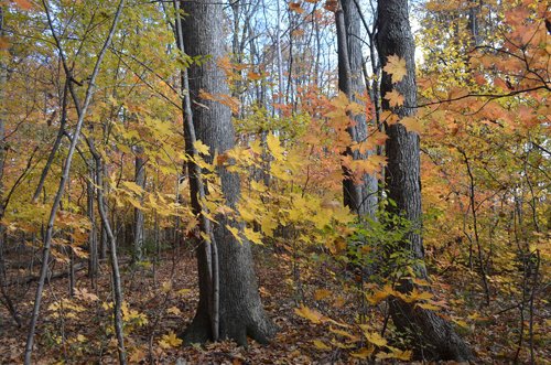 Property photo 15 - 75.3 Acres Offered in 2 Tracts